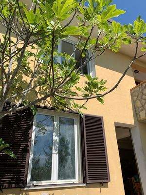 Ruckseite mit Feigenbaum.jpg