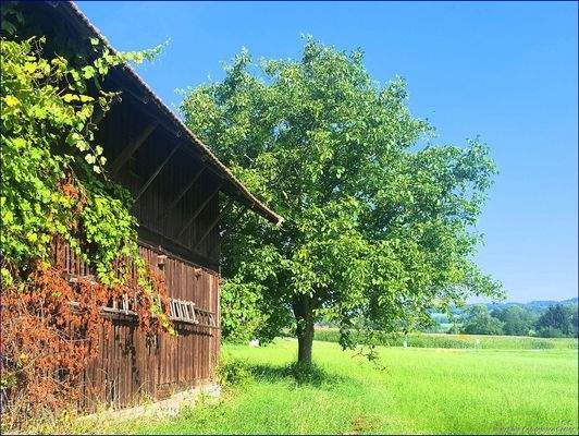 Die natürliche Seitenansicht von der Scheune
