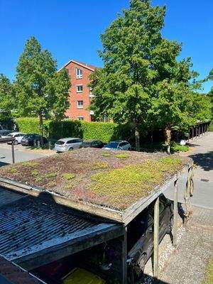 Begrüntes Carport-Dach.JPEG