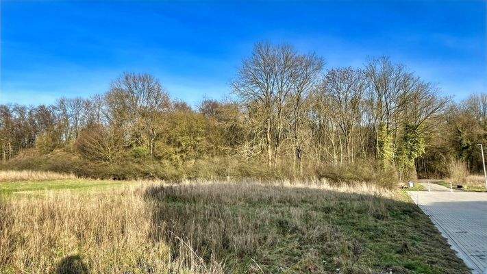 direkter Blick auf den Wald