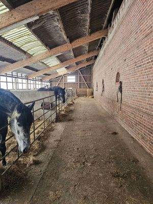 Übergroße Pferdeboxen 