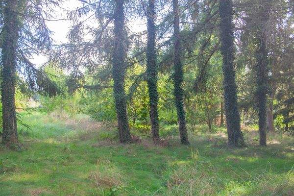 weiterer Grundstückbereich am hinteren Rand