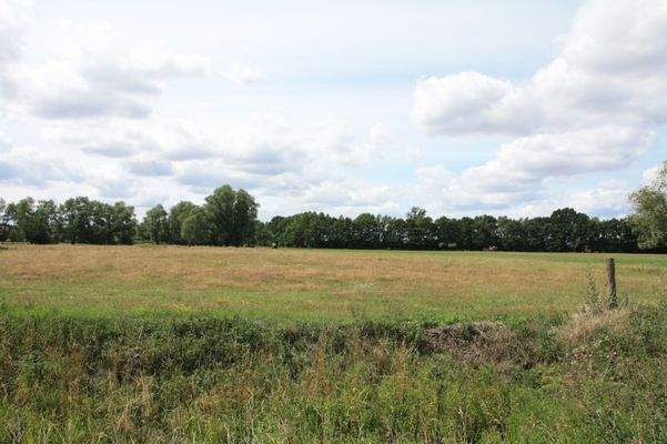 2 Grünlandfläche.JPG