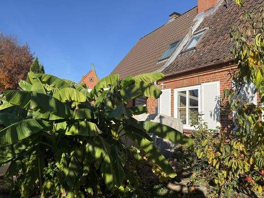 Bananenpflanze und Fensterläden