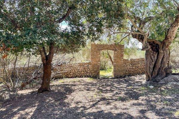 alter Steineichenwald