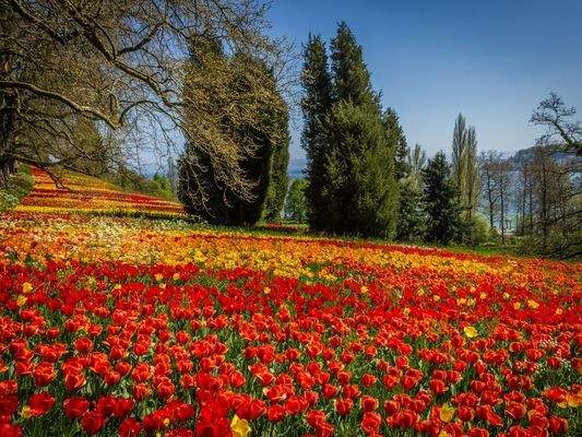 Tulpenblüte auf der Mainau