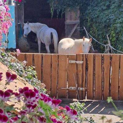 Offenstall Pferde Scheune