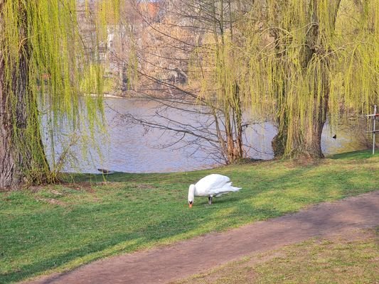 Am See