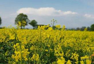 Ackerfläche Beispielfoto