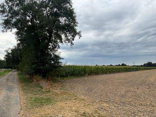 Ackerland mit Maisbestand