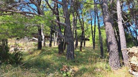 Centar Bauernhöfe, Landwirtschaft, Centar Forstwirtschaft