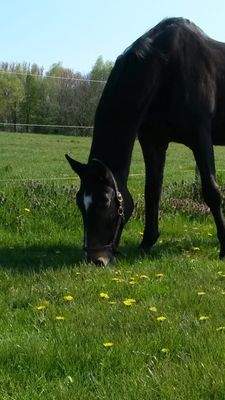 Ideal für Tierliebhaber