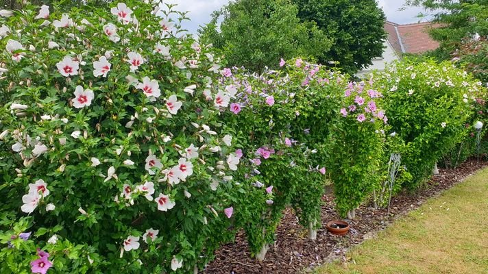 Gartenhecke
