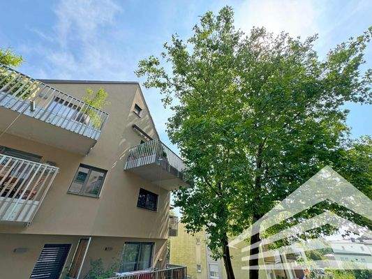 Platane Innenhof Zoom