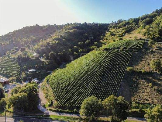 Panorama des großen Grundbesitzes, im Vordergrund Spay in der Zech Spätburgunder