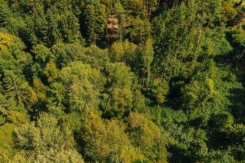 Pircha Bauernhöfe, Landwirtschaft, Pircha Forstwirtschaft