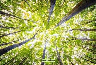 Keine Originalbilder