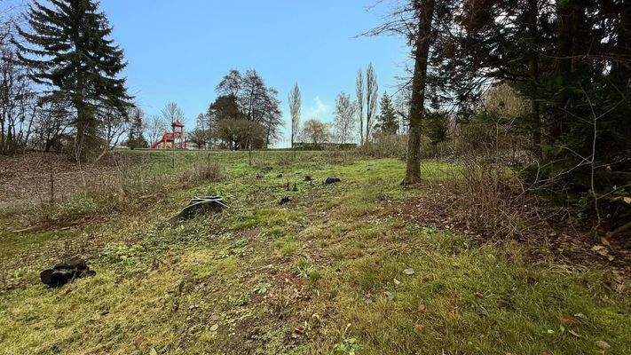 Gerodete Waldfläche auf dem Grundstück