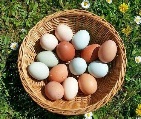 Alle Hühnersorten möglich :-)))