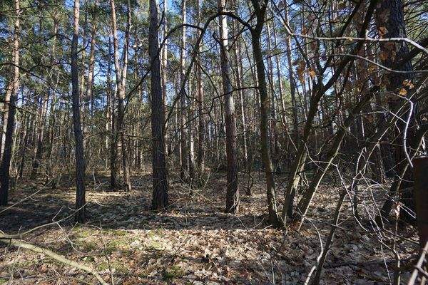 Auf dem Grundstück (6).jpg