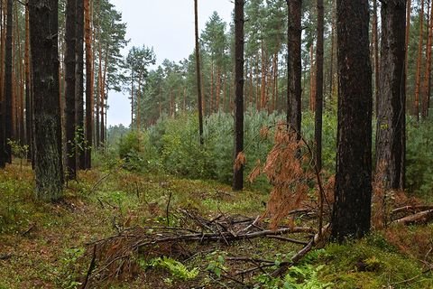 Vasenthin, Trebel Bauernhöfe, Landwirtschaft, Vasenthin, Trebel Forstwirtschaft