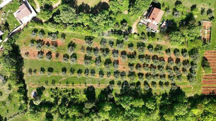 Paradies mit Olivenhain und Weinberg