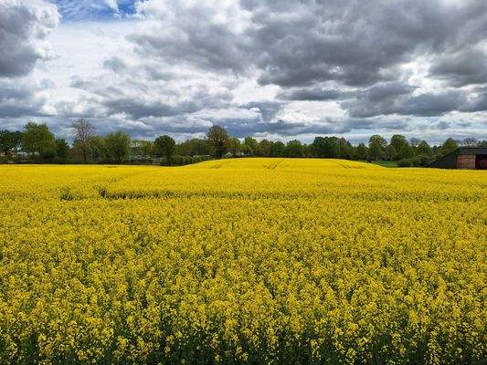 Blick auf den Raps