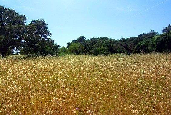 Rustikales Grundstück zum Verkauf in ländlicher Umgebung von Llubí, Mallorca
