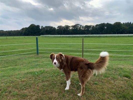 Viel Platz für Mensch u. Tier