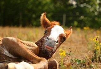 horse-3628973_640.jpg