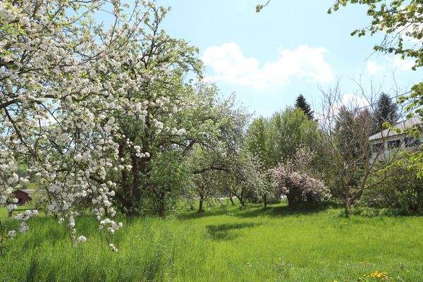 Obstgarten