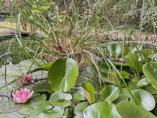 Idyllischer Gartenteich
