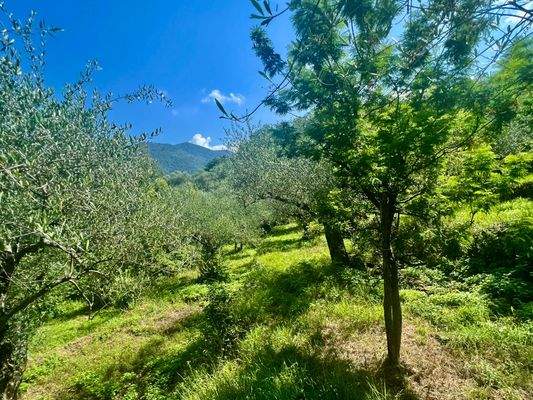 PE925_06 TERRA ITALIA IMMOBILIEN_LIGURIEN_PERINALD