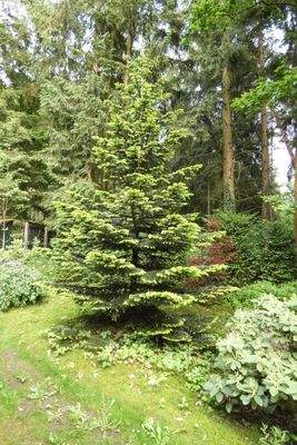 und eigenem Weihnachtsbaum