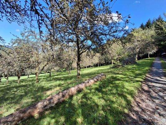 große Anzahl von Obstbäumen