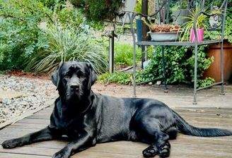 Hund