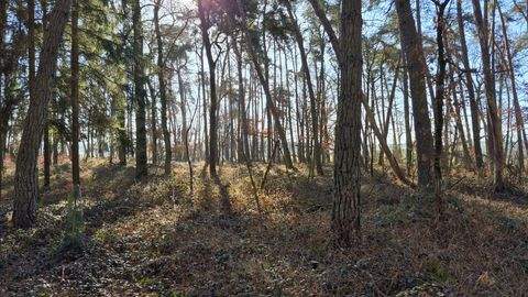 Pörnbach Bauernhöfe, Landwirtschaft, Pörnbach Forstwirtschaft