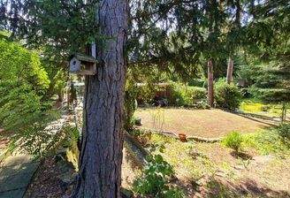 Nadelbäume auf dem Grundstück