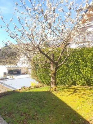 Garten Nordseite.jpg