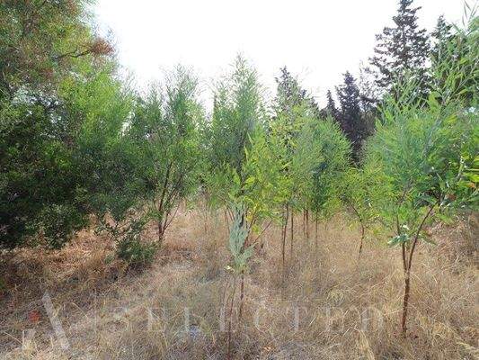 Solar für Verkauf in Bonaire, Alcudia-04