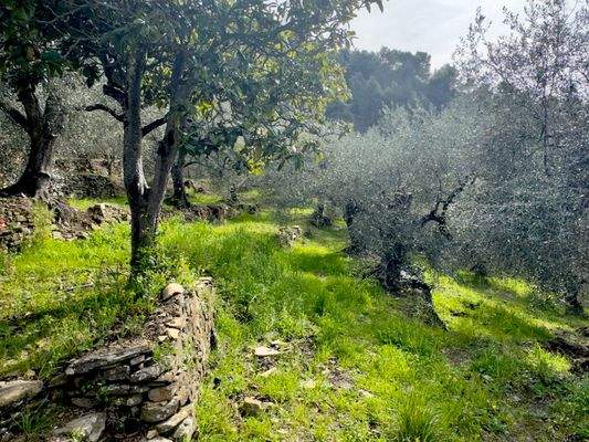 DA958_06 TERRA ITALIA IMMOBILIEN_LIGURIEN_DOLCEACQ