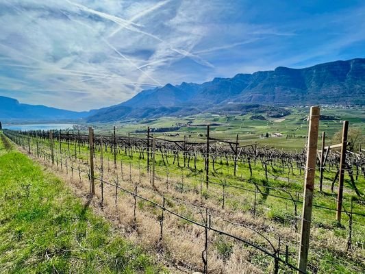 Kaltern-KalternamSee-KalternanderWeinstraße-Caldaro-Caldaroallago-Caldarosullastradadelvino-Weingarten-Weingut-vegneto-vigneti-Ruländer-Sonne-sole-Wein-Vino-Kaufen-acquistare