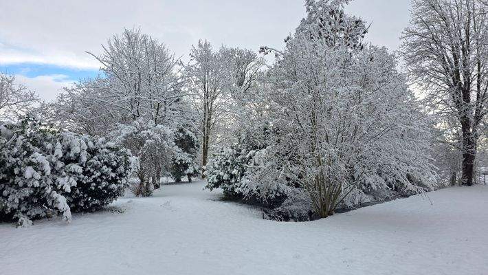 Eigener kleiner Wald