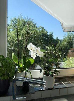 Detailfoto: Ausblick aus der Küche