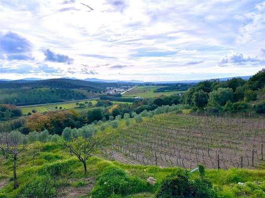 Weinhang mit Olivenbäumen