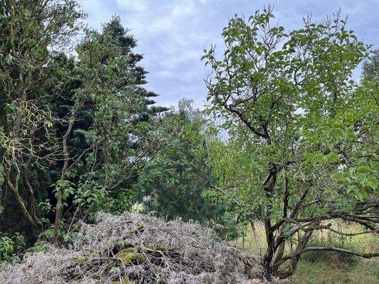 Bestockung auf dem Grundstück