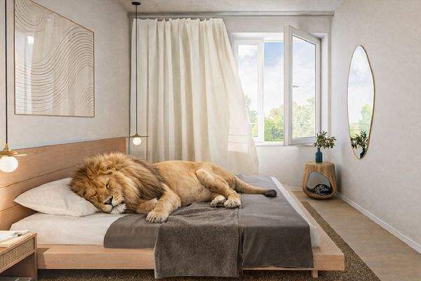 Lapinou Löwe macht ein Nickerchen