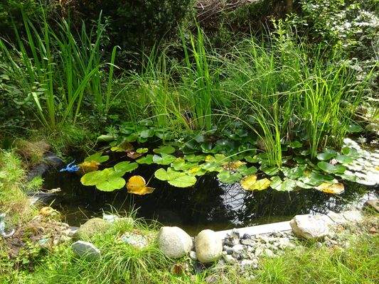 Gartenteich