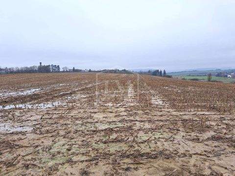 Bitburg Bauernhöfe, Landwirtschaft, Bitburg Forstwirtschaft