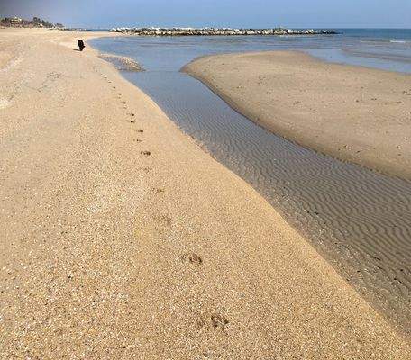 Ideal für Hundespaziergänge